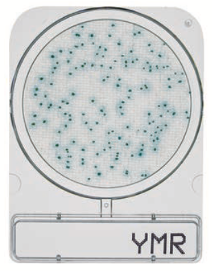 微生物快速测试片—霉菌与酵母快速型，Compact Dry YMR 40pc