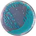 AccuDia X-BC Agar