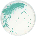 AccuDia X-SA Agar-金黄色葡萄球菌