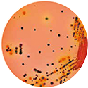 AccuDia X-SAL Agar-沙门氏菌